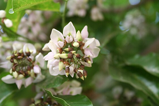 Pongamia Pinnata Seed Extract